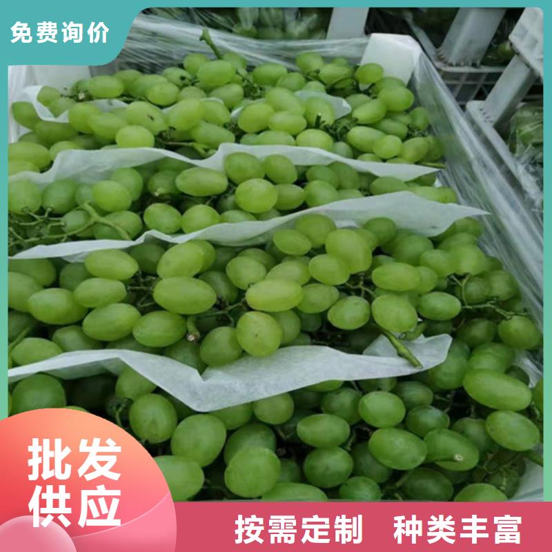 油桃苗视频-油桃苗-苗木中心(山南市分公司)服务区域曲松|琼结|阿里|昌都|林芝|那曲|日喀则|拉萨