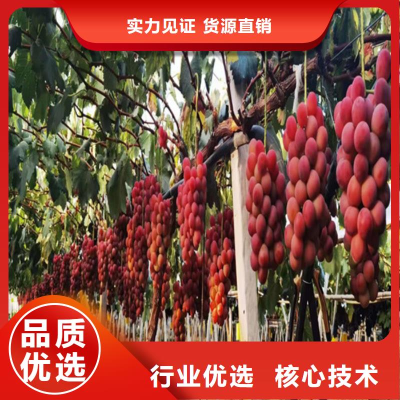 葡萄草莓苗好产品放心购