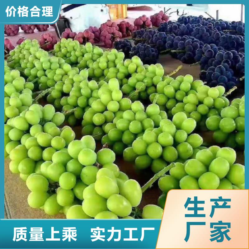 葡萄_苹果苗精益求精