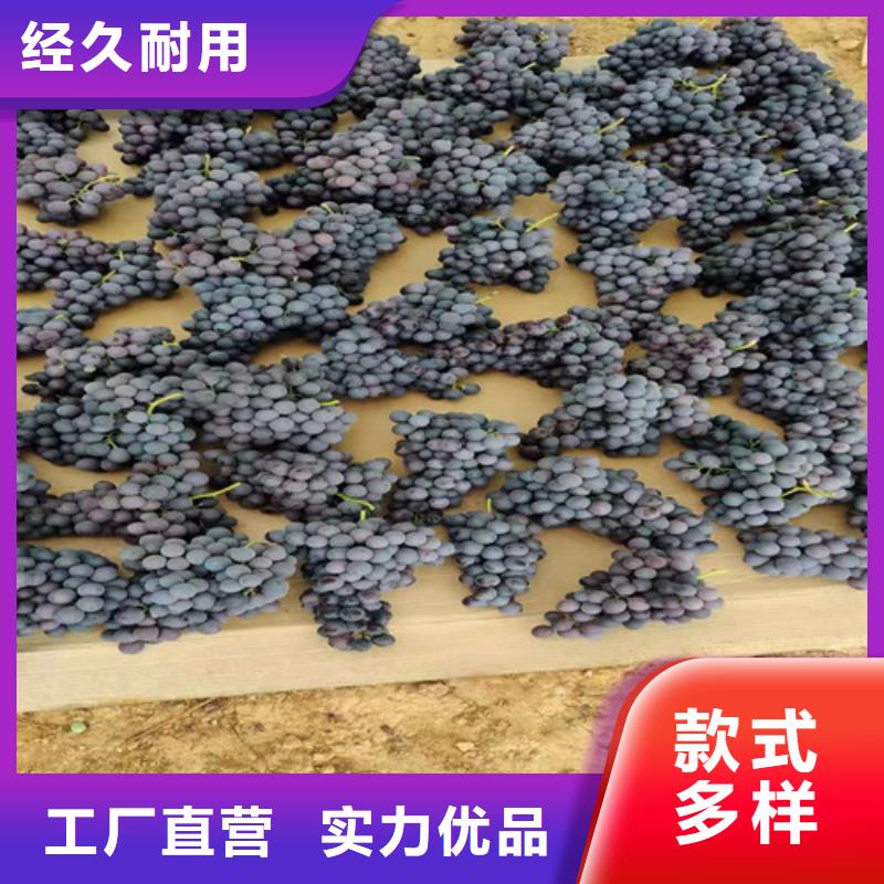 【葡萄】_香椿树苗品质过硬