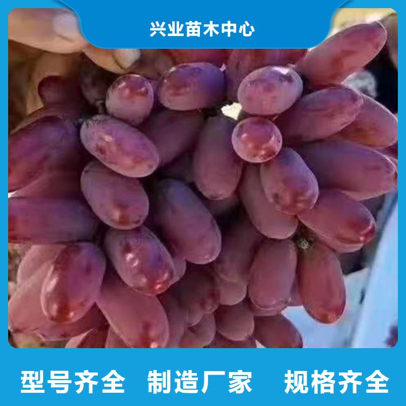 油桃苗视频-油桃苗-苗木中心(山南市分公司)服务区域曲松|琼结|阿里|昌都|林芝|那曲|日喀则|拉萨