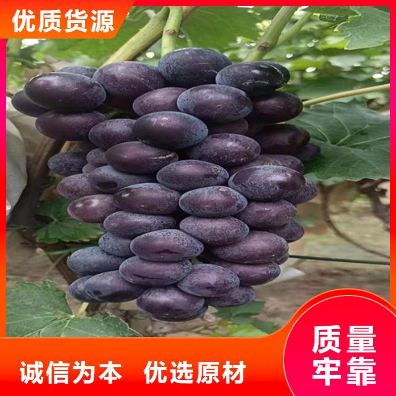葡萄软枣猕猴桃苗现货充裕