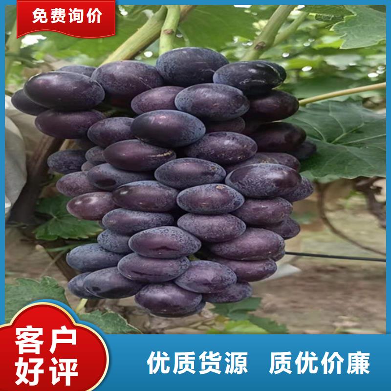 油桃苗视频-油桃苗-苗木中心(山南市分公司)服务区域曲松|琼结|阿里|昌都|林芝|那曲|日喀则|拉萨