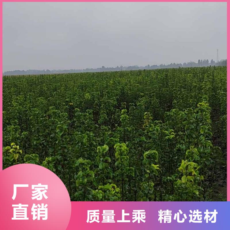 梨梨树苗基地生产型