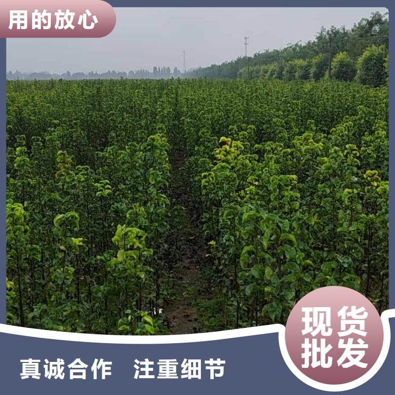 梨秋月梨树苗诚信经营