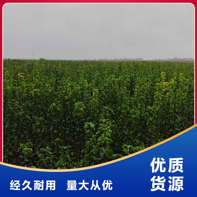 梨红香酥梨树苗出厂严格质检
