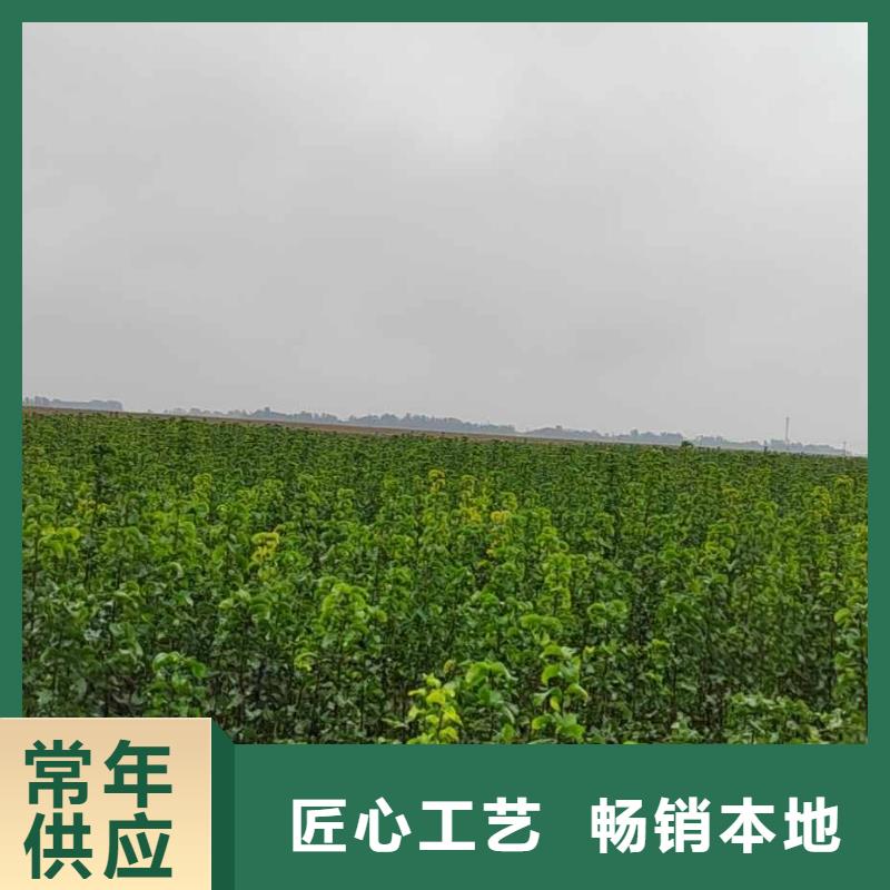 梨瑞蟠101桃树苗正规厂家