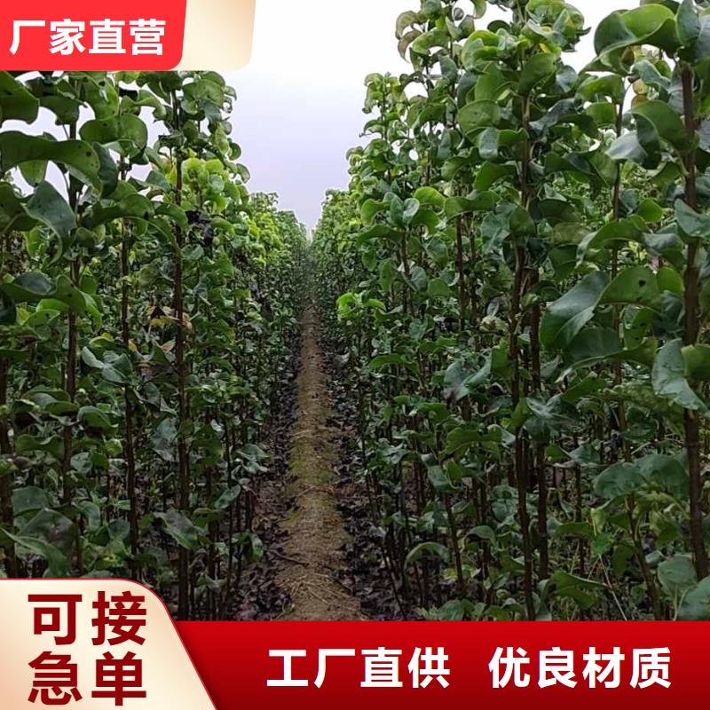 梨梨树苗基地生产型