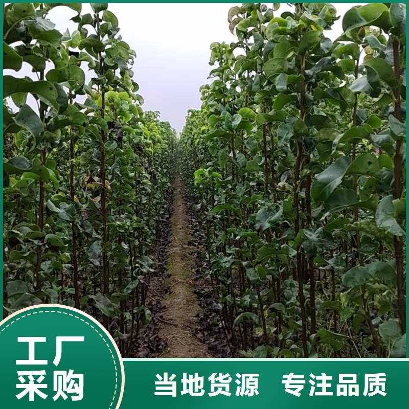 梨_山桃苗源头厂商