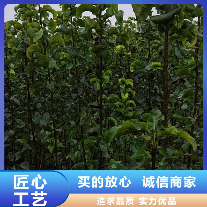 梨杜梨苗诚信经营现货现发