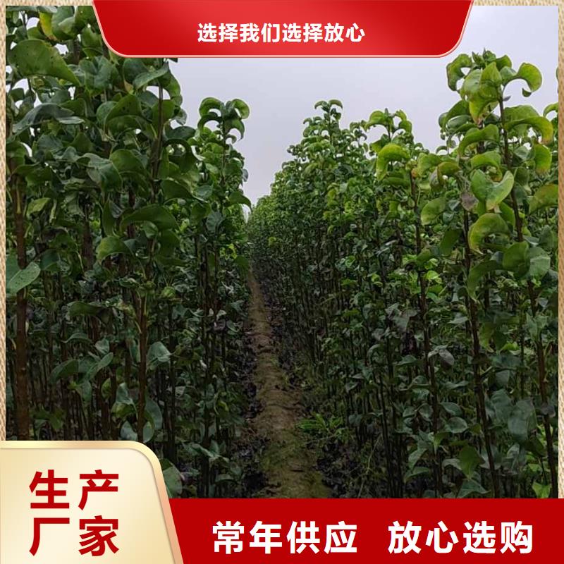 梨香酥梨树苗专业品质