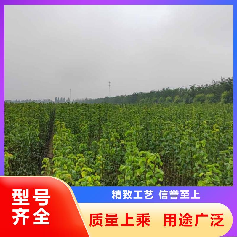 梨香酥梨树苗专业品质