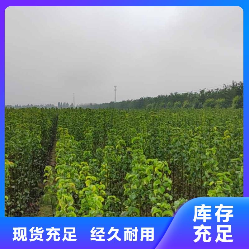 梨,山桃苗厂家直销供货稳定