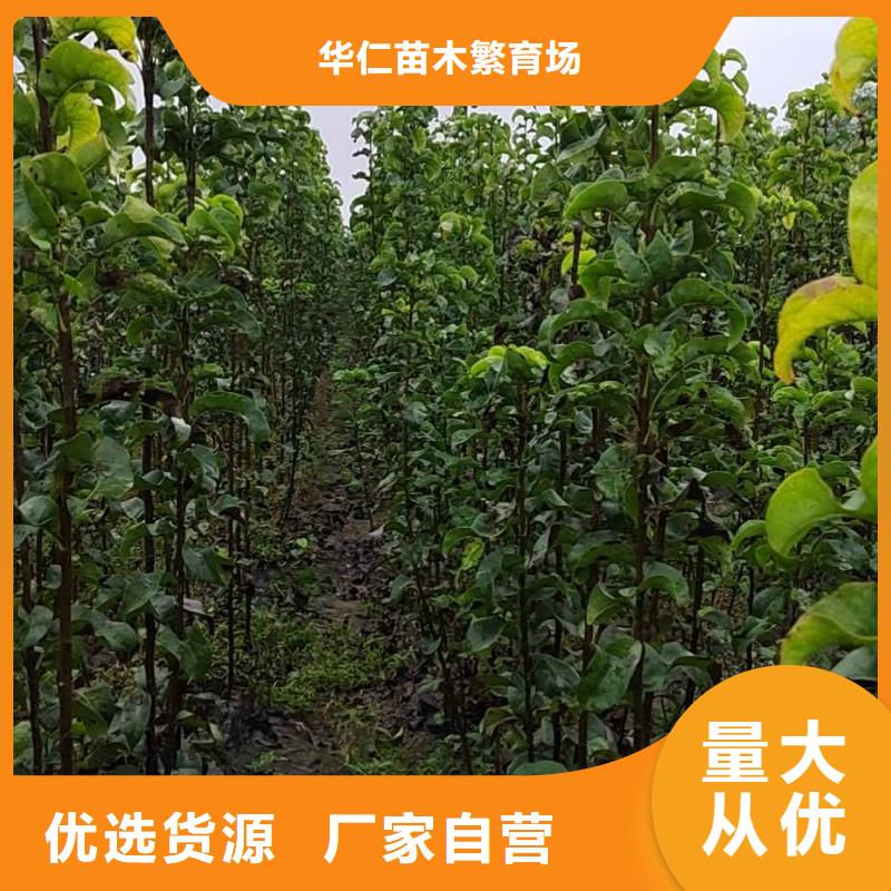 梨_奥红一号梨苗质量可靠