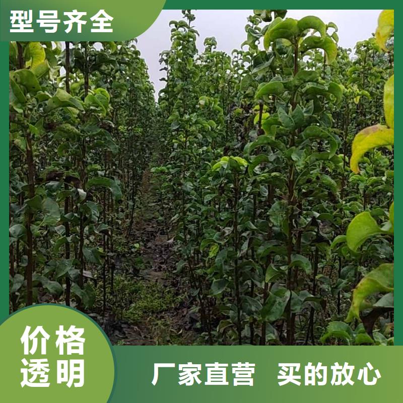 梨杜梨苗细节展示