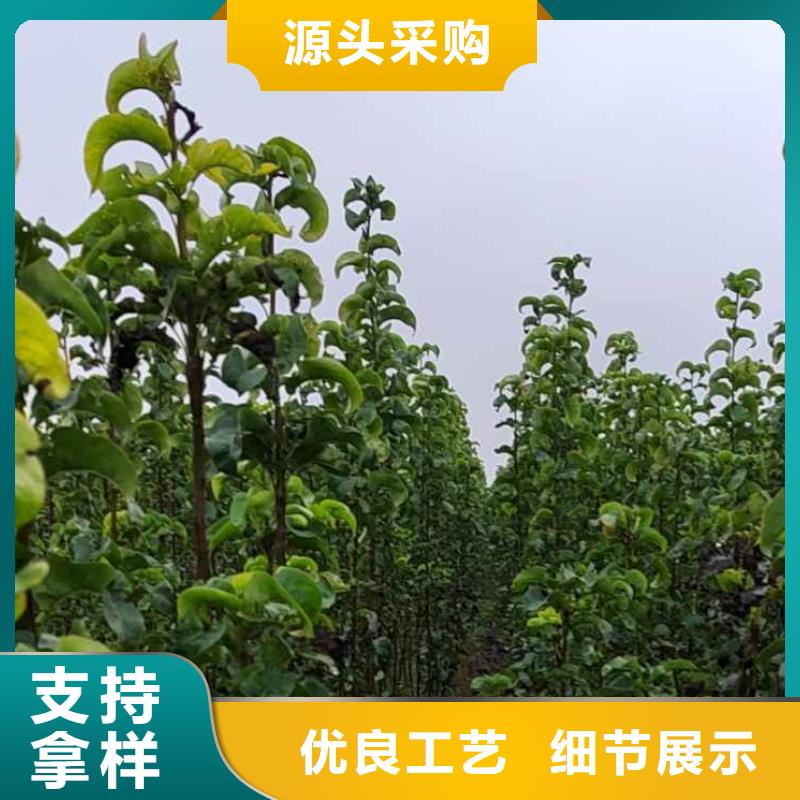 【梨】杜梨苗好产品好服务