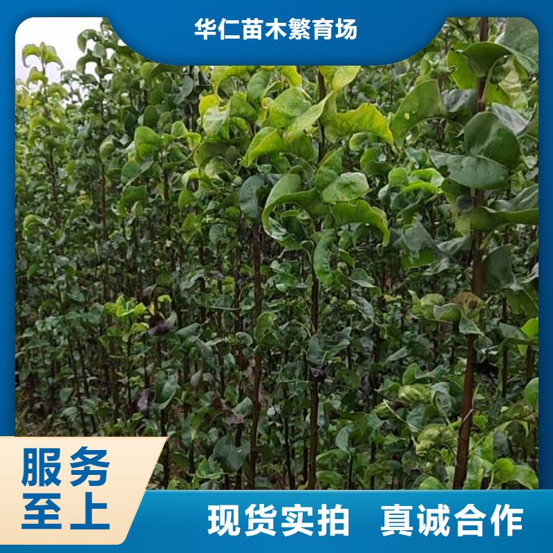 梨瑞蟠101桃树苗正规厂家