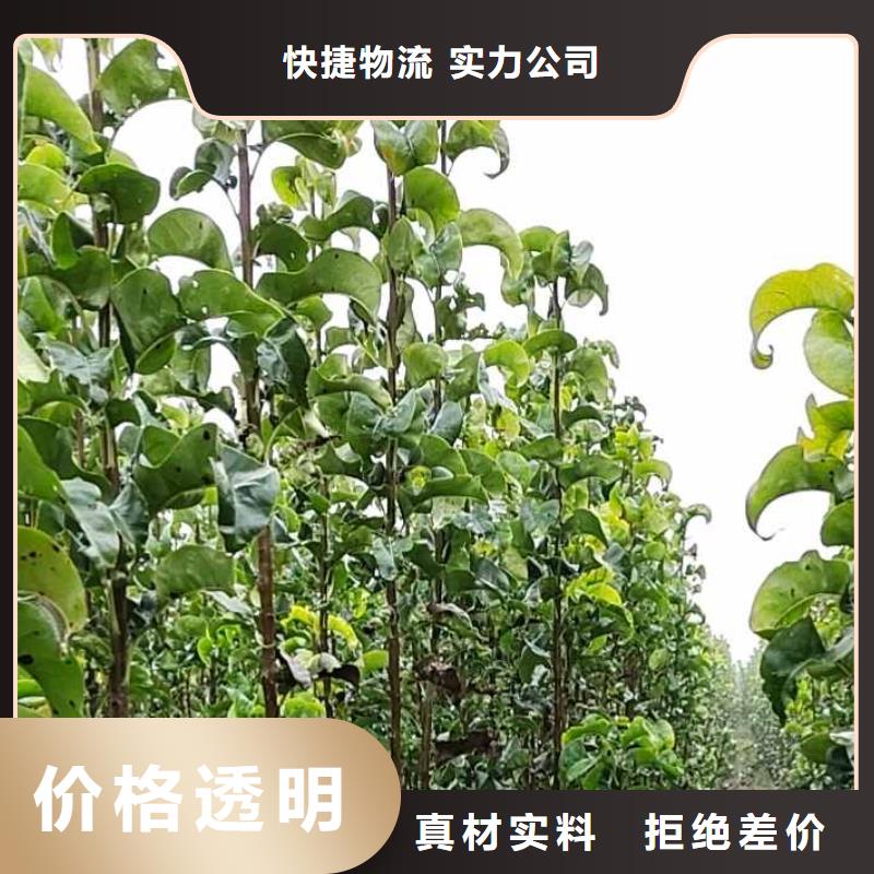 梨红香酥梨树苗出厂严格质检