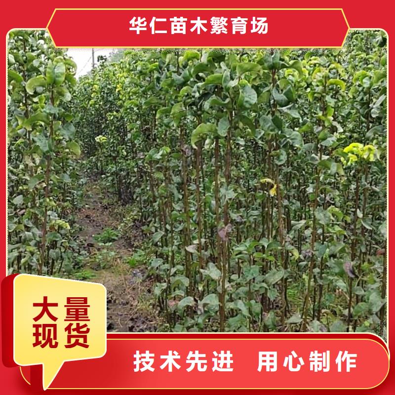 【梨】杜梨苗好产品好服务