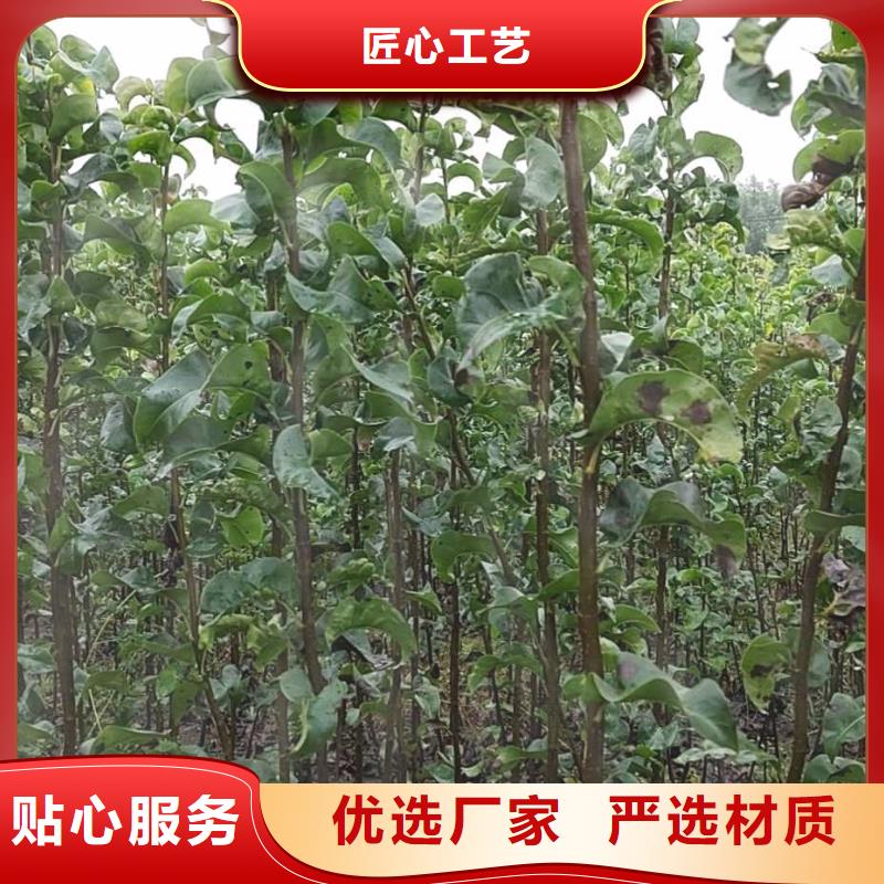 梨瑞蟠101桃树苗正规厂家