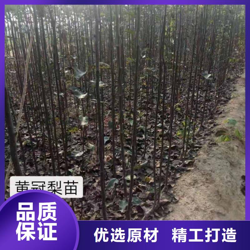 梨杜梨苗诚信经营现货现发