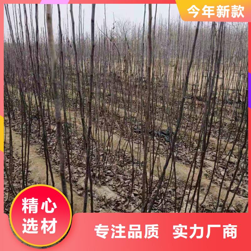 梨-海棠苗欢迎来电询价