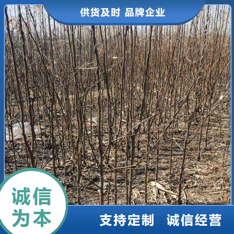 梨-海棠苗欢迎来电询价