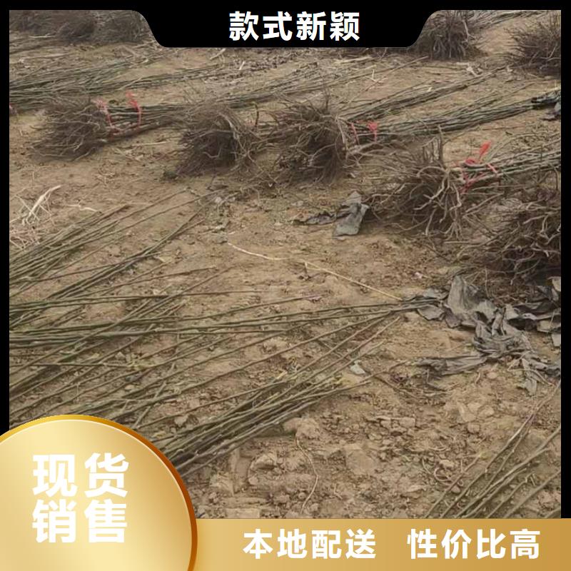 梨山桃苗根据要求定制