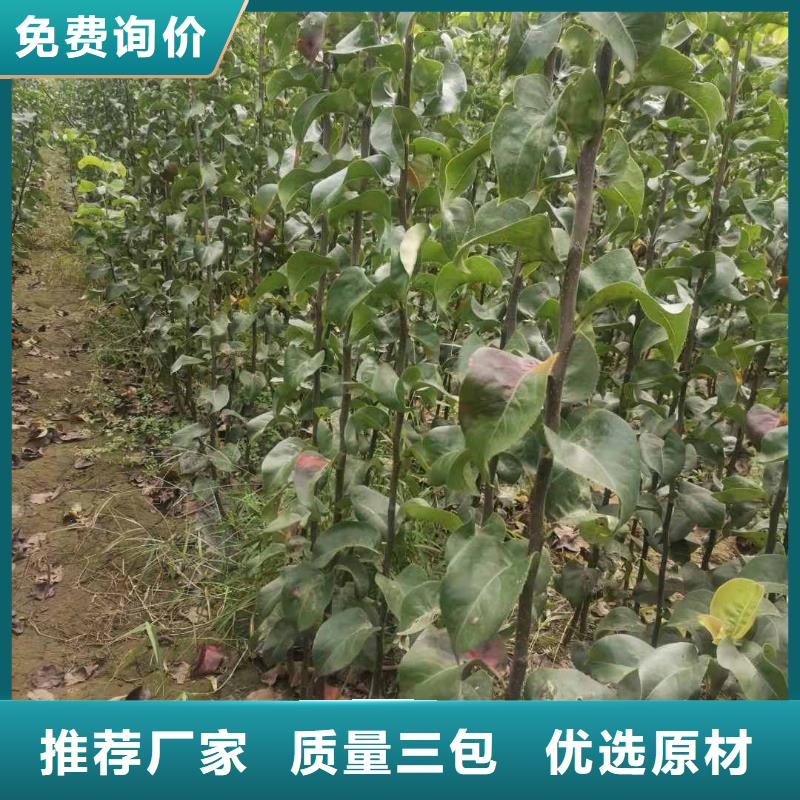 梨瑞蟠101桃树苗正规厂家