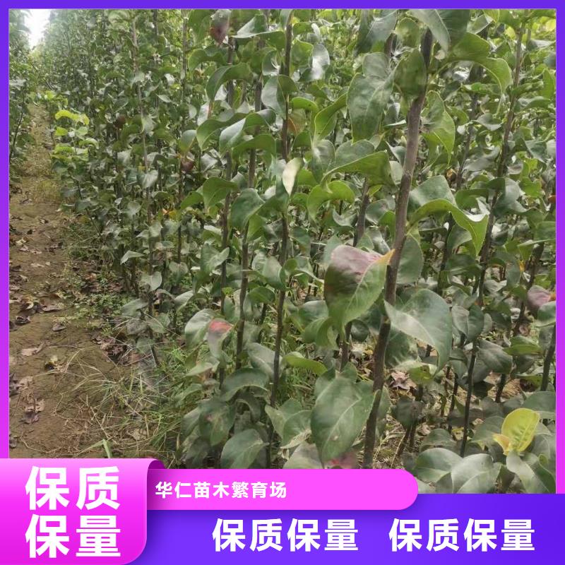 梨梨树苗基地生产型