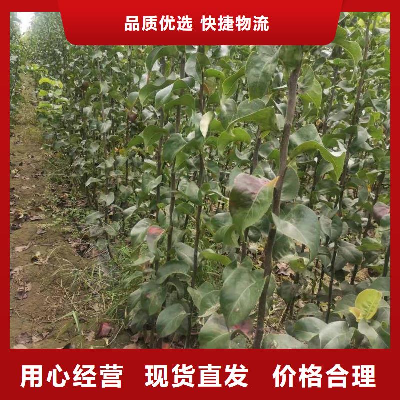 十四号桃树苗视频-十四号桃树苗_湖南省岳阳市市场覆盖君山|临湘|郴州|益阳|衡阳|湘潭|株洲等