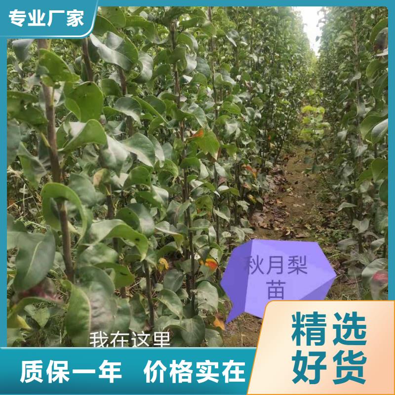 梨瑞蟠101桃树苗正规厂家