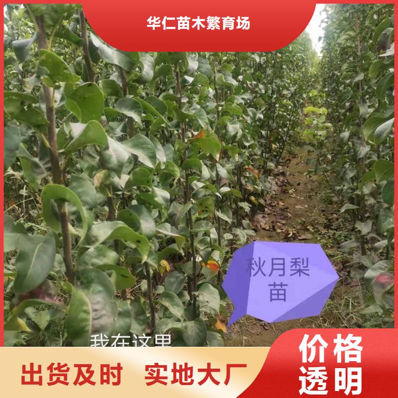 【梨】-山桃苗好产品有口碑