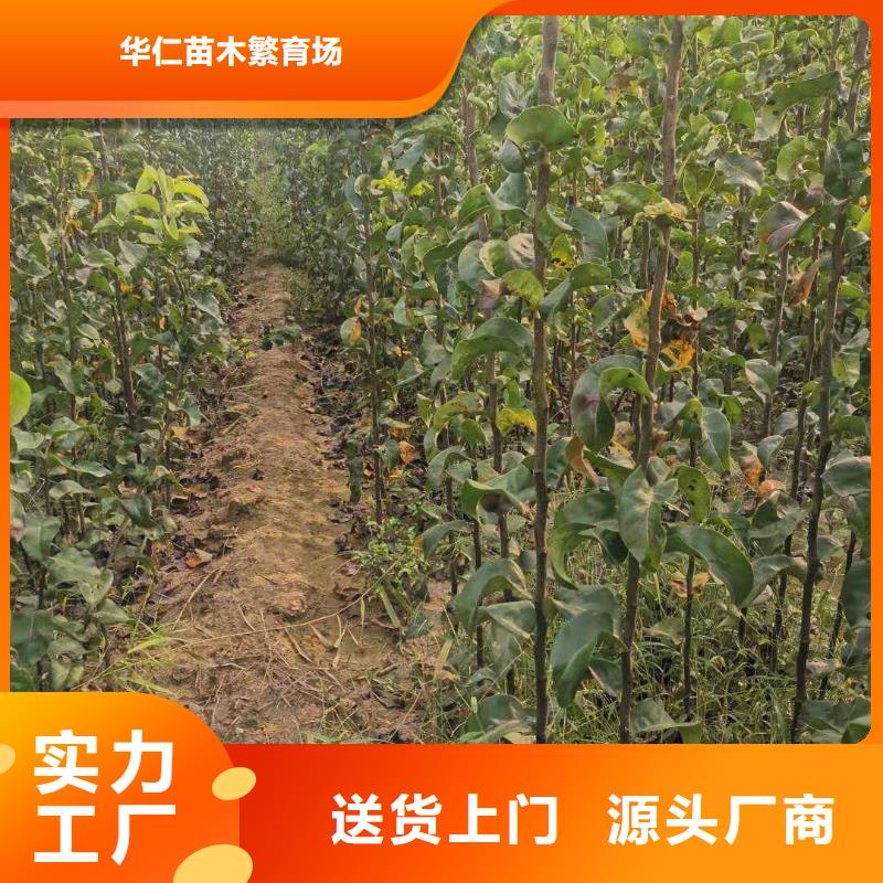 梨奥红一号梨苗诚信可靠