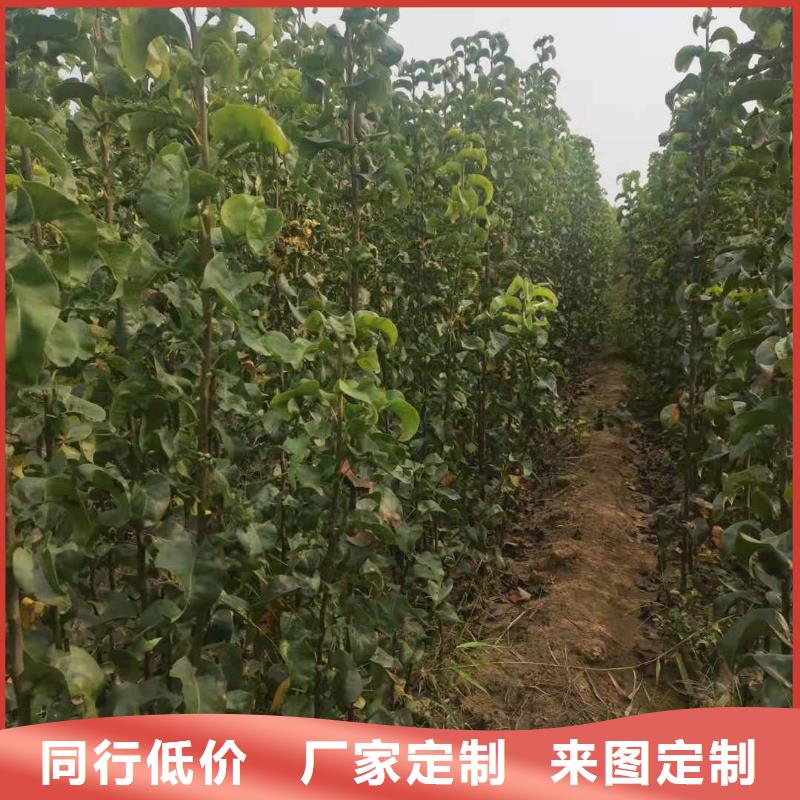 梨_奥红一号梨苗质量可靠