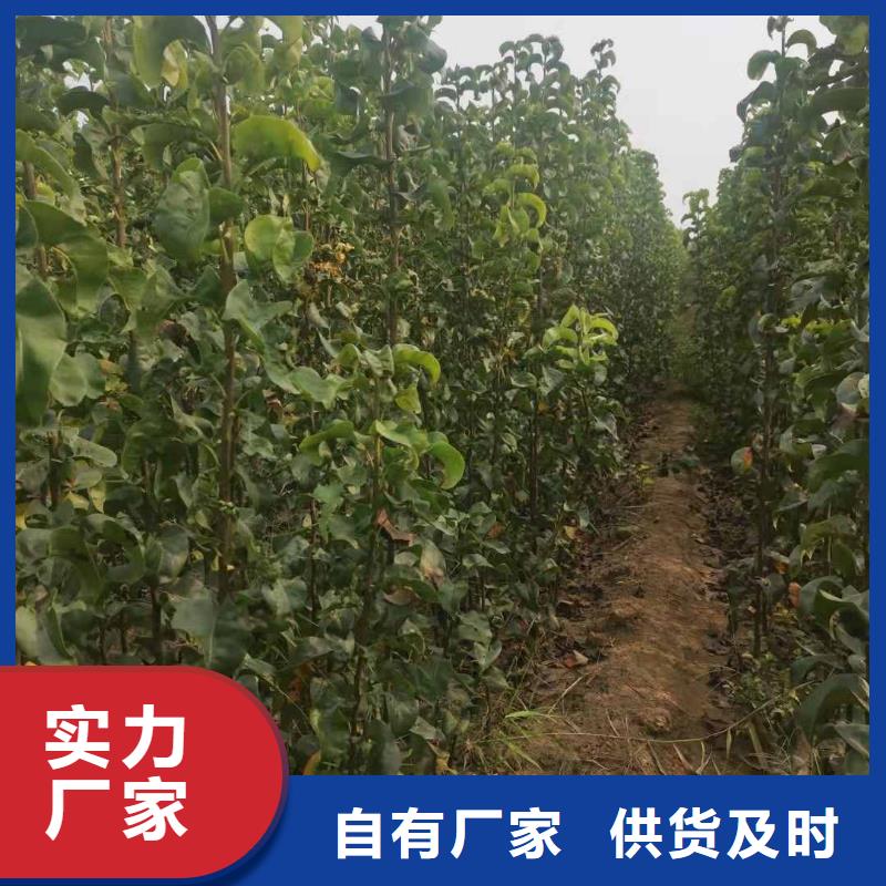 十四号桃树苗视频-十四号桃树苗_湖南省岳阳市市场覆盖君山|临湘|郴州|益阳|衡阳|湘潭|株洲等