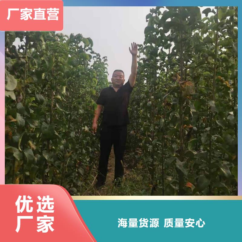 梨秋月梨树苗好货有保障