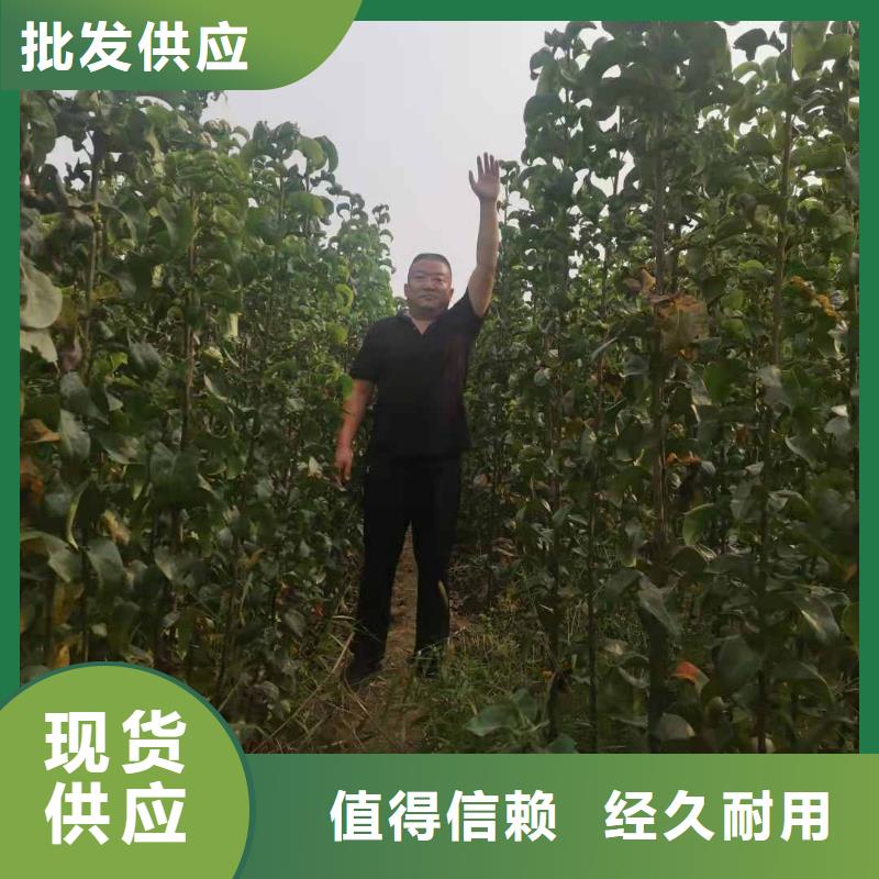 梨秋月梨树苗诚信经营