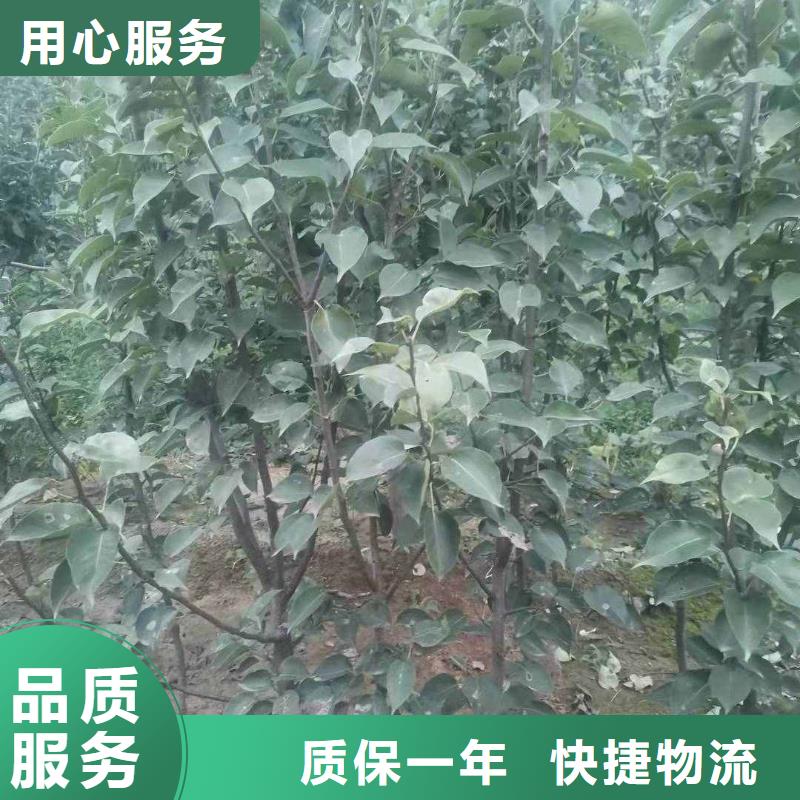 梨_山桃苗源头厂商