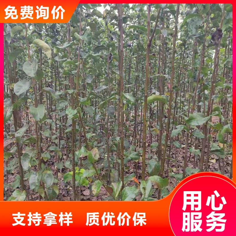 梨奥红一号梨苗诚信可靠