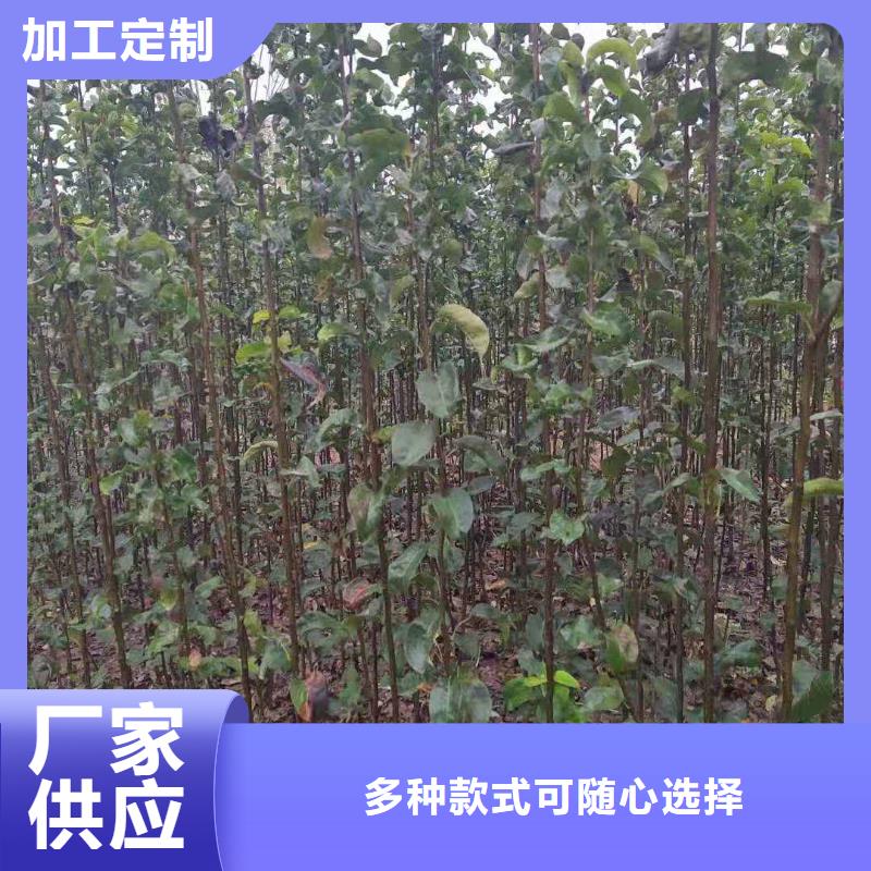 梨梨树苗基地生产型