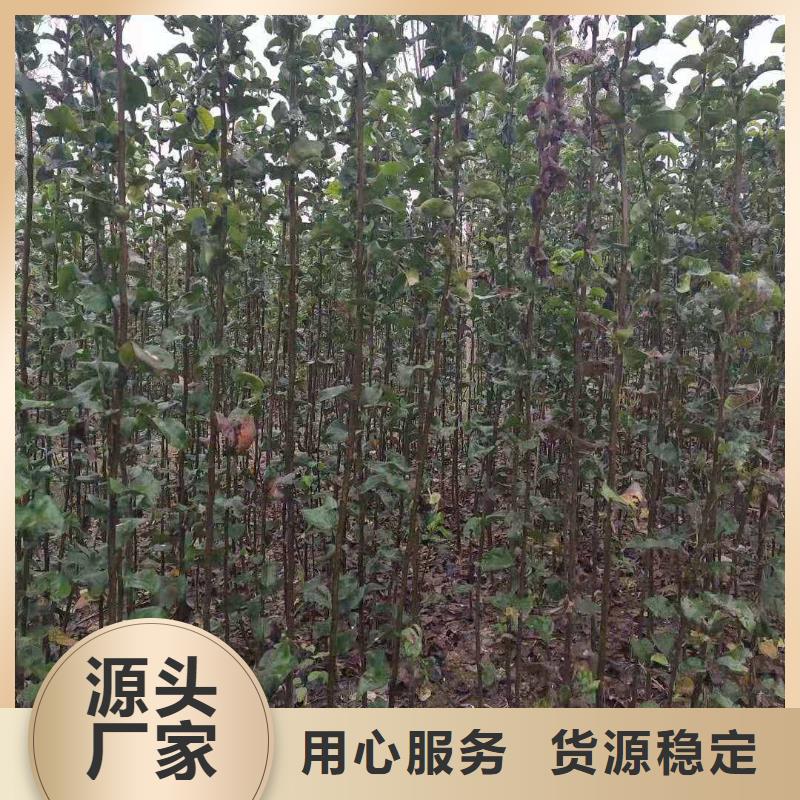 梨香酥梨树苗专业品质