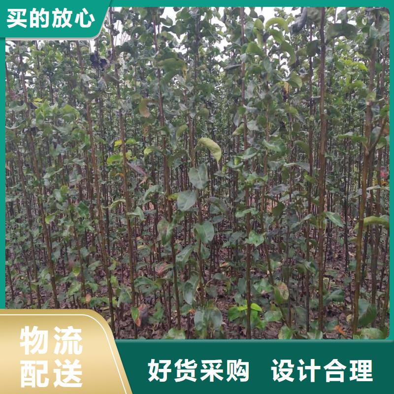 梨_奥红一号梨苗质量可靠