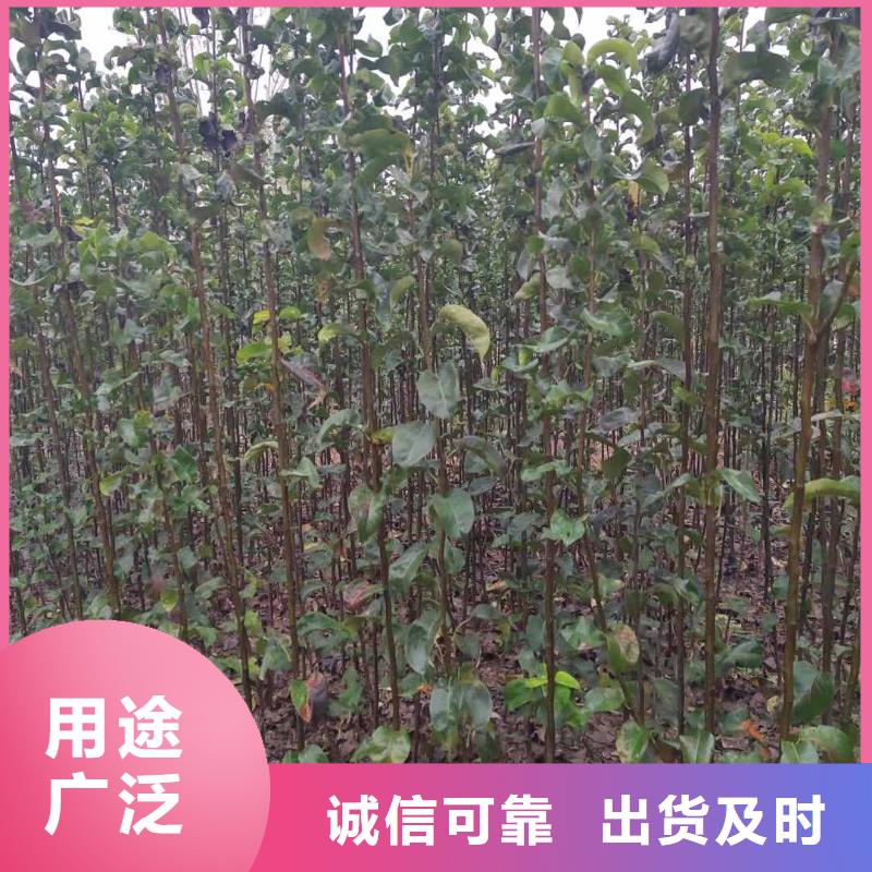 梨香酥梨树苗专业品质