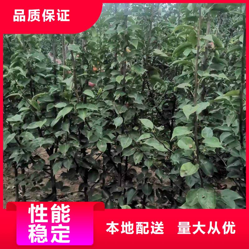 梨杜梨苗细节展示