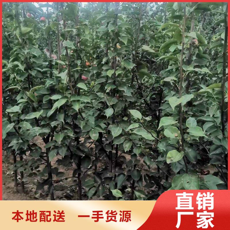 梨_山桃苗源头厂商