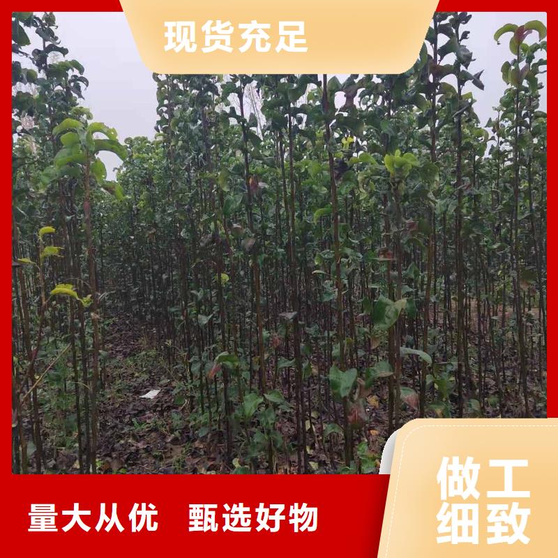 梨香酥梨树苗专业品质