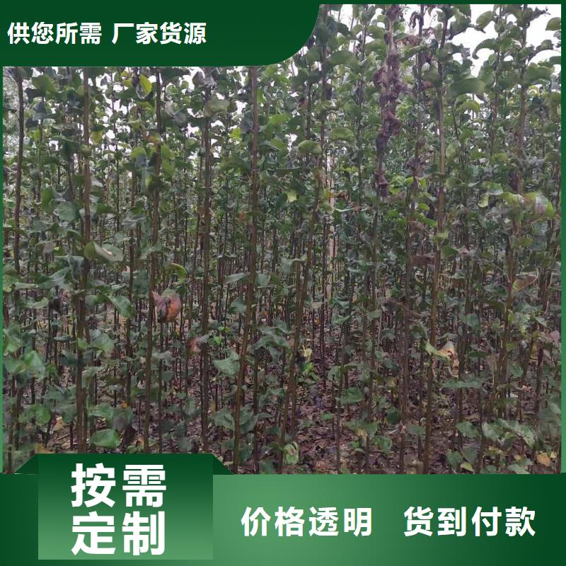 梨秋月梨树苗好货有保障