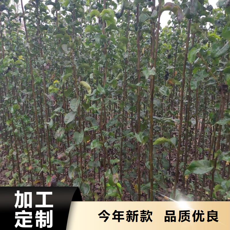 十四号桃树苗视频-十四号桃树苗_湖南省岳阳市市场覆盖君山|临湘|郴州|益阳|衡阳|湘潭|株洲等