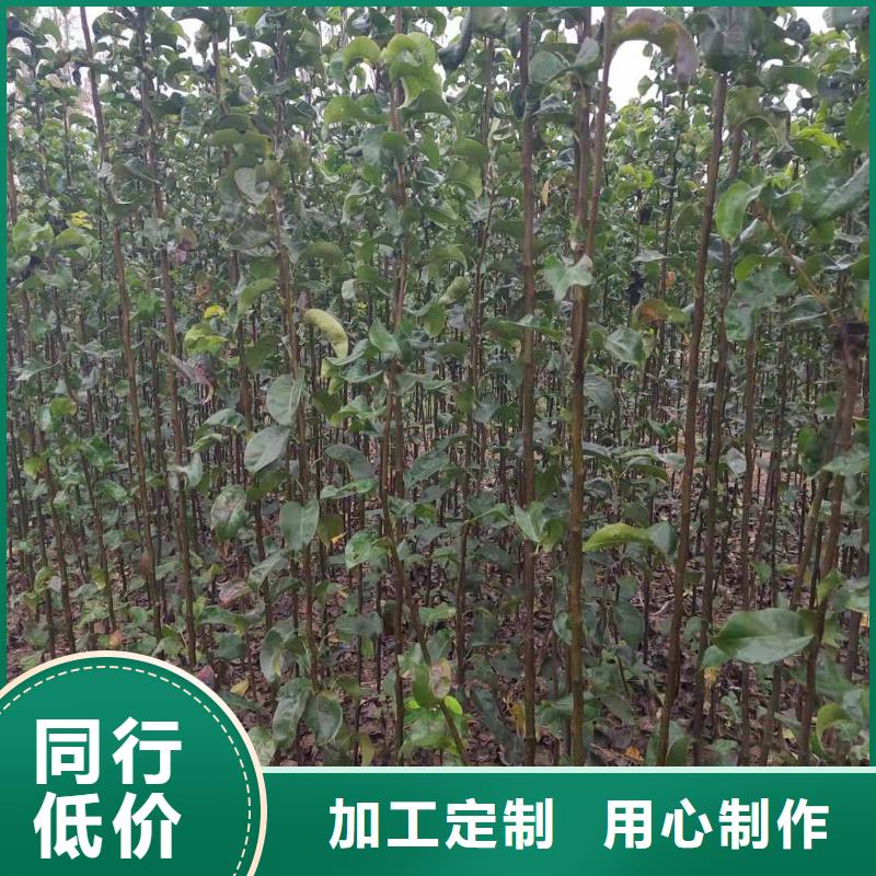 梨-海棠苗欢迎来电询价